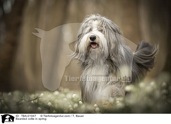 Bearded collie in spring / TBA-01947