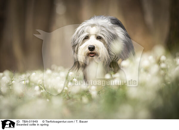 Bearded Collie im Frhling / Bearded collie in spring / TBA-01949