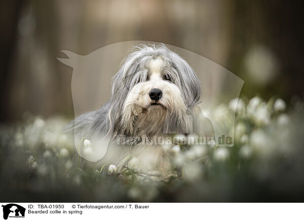 Bearded Collie im Frhling / Bearded collie in spring / TBA-01950