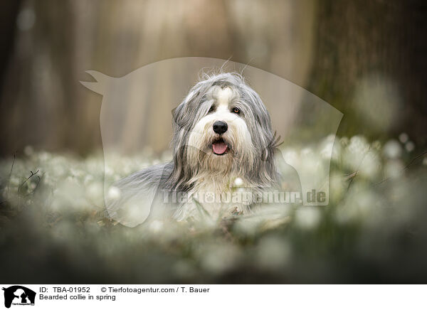 Bearded Collie im Frhling / Bearded collie in spring / TBA-01952