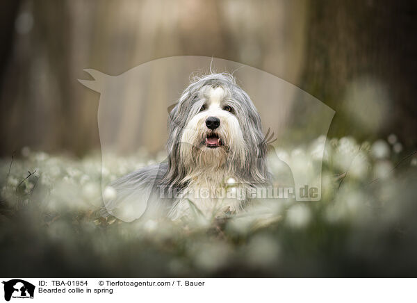 Bearded collie in spring / TBA-01954