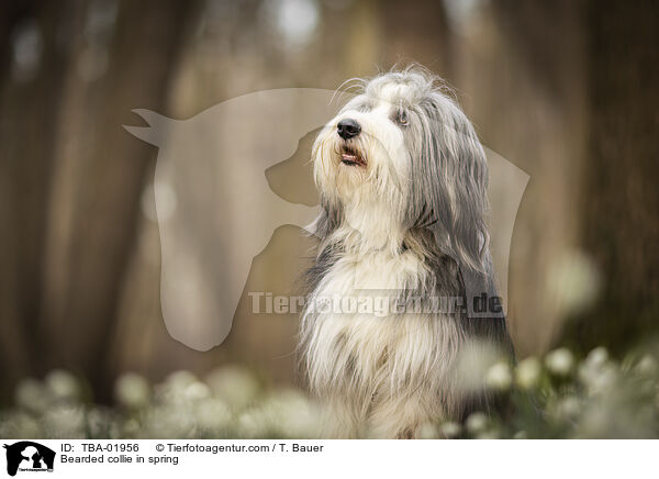 Bearded Collie im Frhling / Bearded collie in spring / TBA-01956