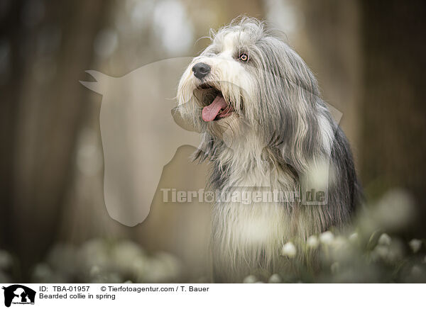 Bearded collie in spring / TBA-01957