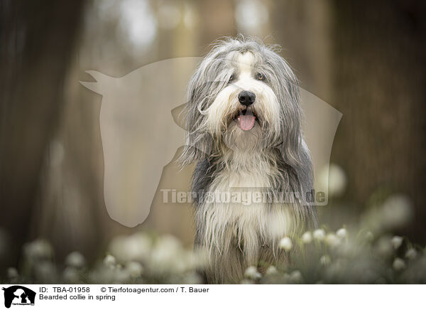 Bearded collie in spring / TBA-01958
