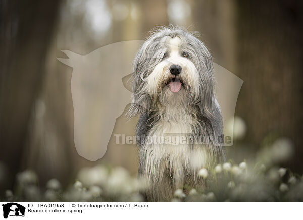 Bearded Collie im Frhling / Bearded collie in spring / TBA-01958