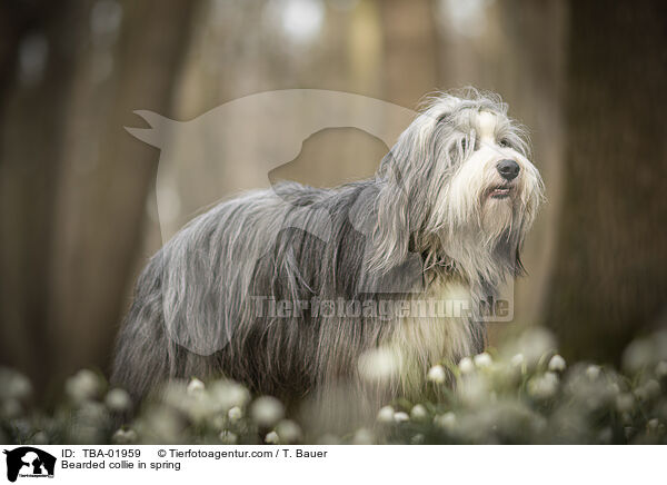 Bearded collie in spring / TBA-01959