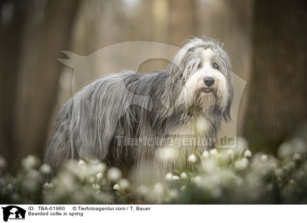 Bearded collie in spring / TBA-01960