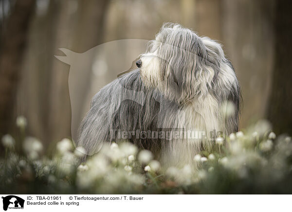 Bearded Collie im Frhling / Bearded collie in spring / TBA-01961