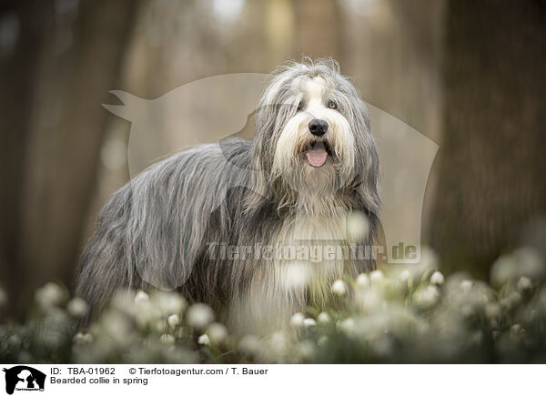 Bearded collie in spring / TBA-01962