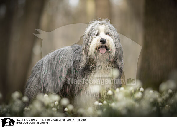 Bearded Collie im Frhling / Bearded collie in spring / TBA-01962