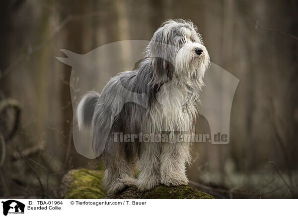 Bearded Collie / TBA-01964