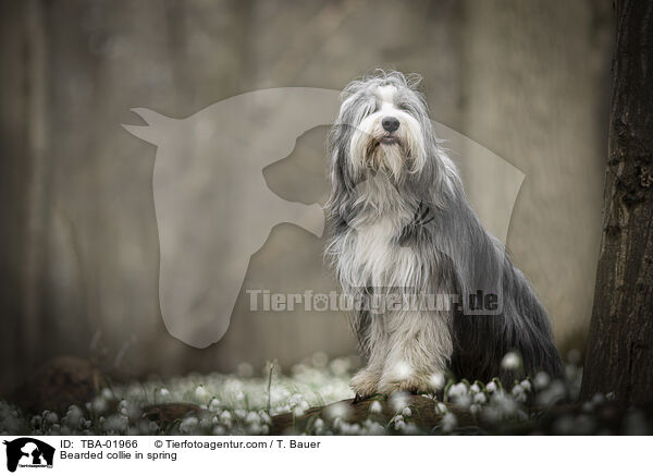 Bearded collie in spring / TBA-01966