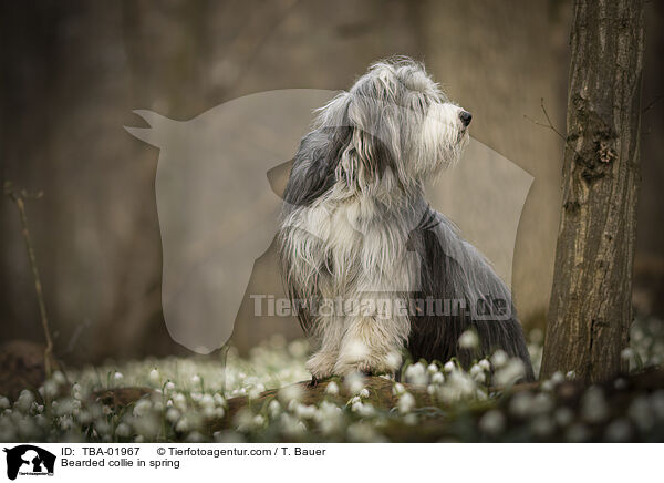 Bearded collie in spring / TBA-01967