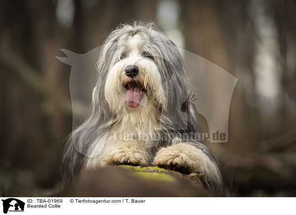 Bearded Collie / Bearded Collie / TBA-01969