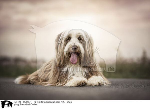 liegender Bearded Collie / lying Bearded Collie / KFI-02067