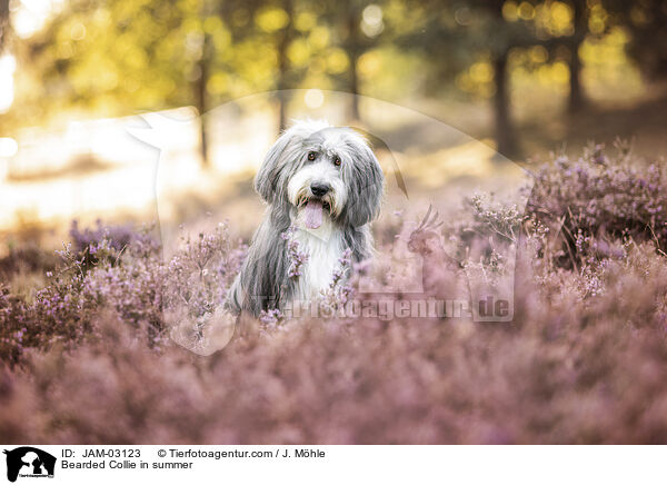 Bearded Collie im Sommer / Bearded Collie in summer / JAM-03123