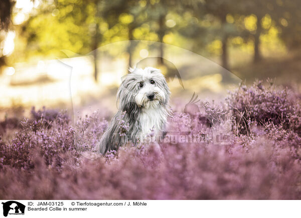 Bearded Collie im Sommer / Bearded Collie in summer / JAM-03125