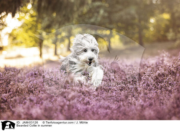 Bearded Collie im Sommer / Bearded Collie in summer / JAM-03126