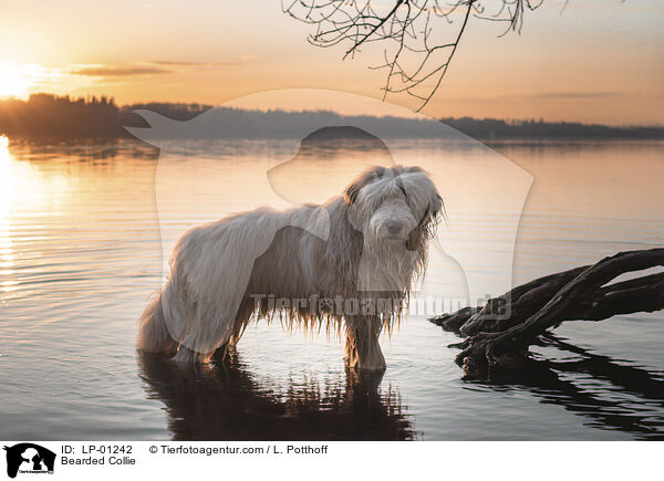 Bearded Collie / Bearded Collie / LP-01242