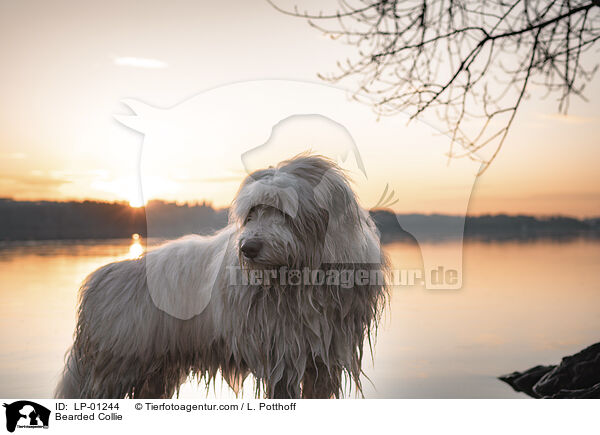 Bearded Collie / Bearded Collie / LP-01244