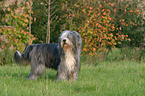 standing Bearded Collie