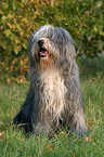 sitting Bearded Collie