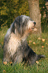 sitting Bearded Collie