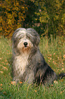 sitting Bearded Collie