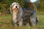 standing Bearded Collie