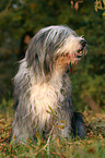 sitting Bearded Collie