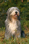 sitting Bearded Collie