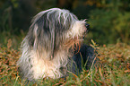 lying Bearded Collie