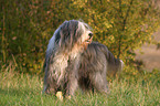 standing Bearded Collie