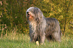 standing Bearded Collie