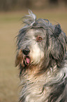 Bearded Collie Portrait