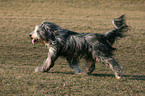 walking Bearded Collie