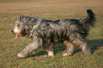 walking Bearded Collie