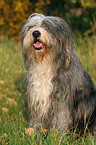 sitting Bearded Collie