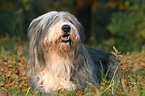 lying Bearded Collie