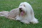 lying Bearded Collie