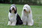 sitting Bearded Collies