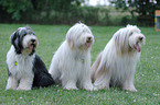 sitting Bearded Collies