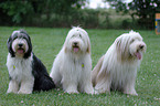 sitting Bearded Collies