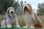 sitting Bearded Collies