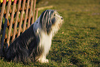 sitting Bearded Collie