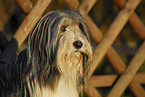 Bearded Collie Portrait