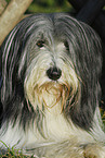 Bearded Collie Portrait