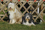 Bearded Collie