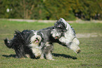 running Bearded Collies