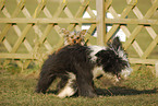 Bearded Collie